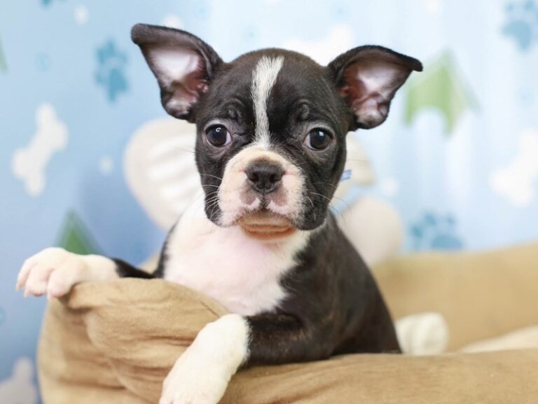 Boston Terrier