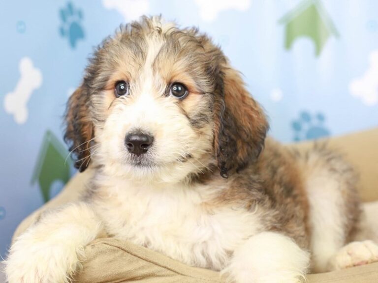 Bernedoodle