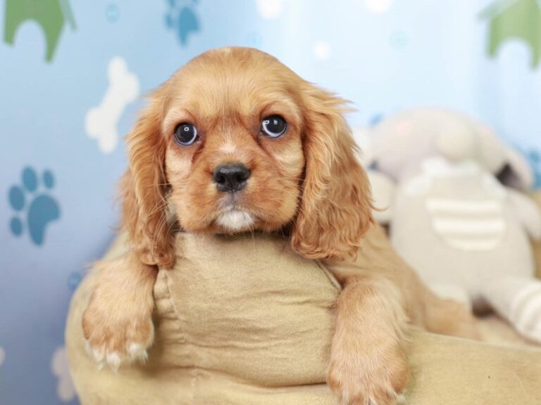 Cavalier King Charles Spaniel