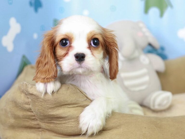 Cavalier King Charles Spaniel