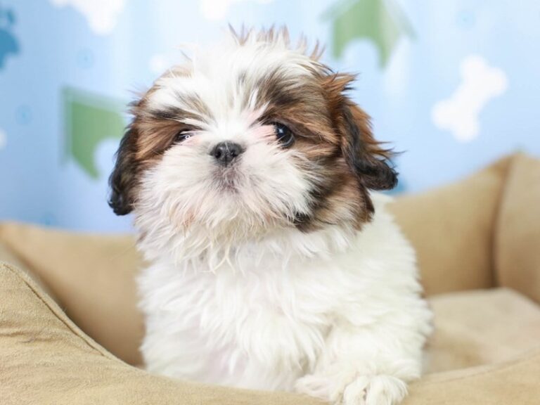 Shih Tzu