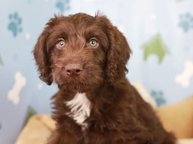 Mini Labradoodle