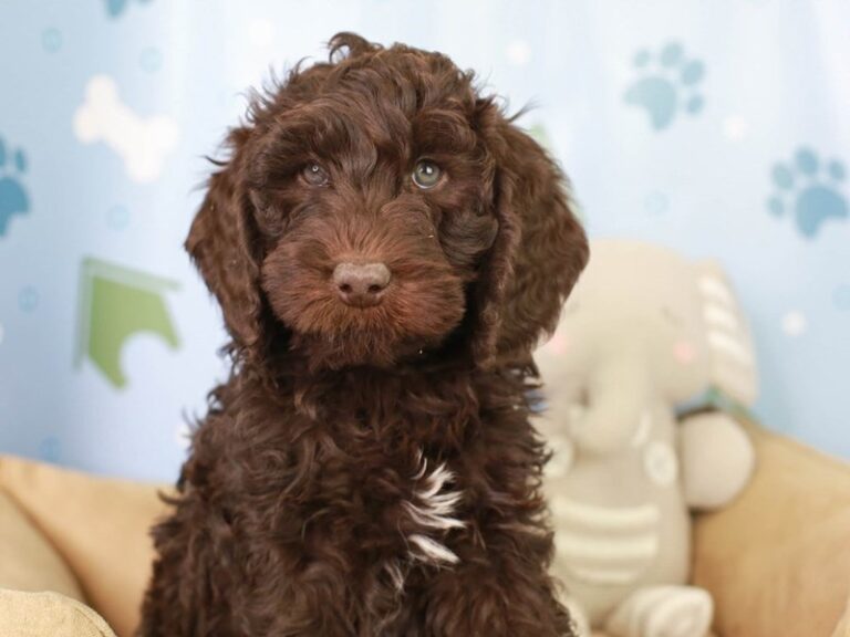 Mini Labradoodle