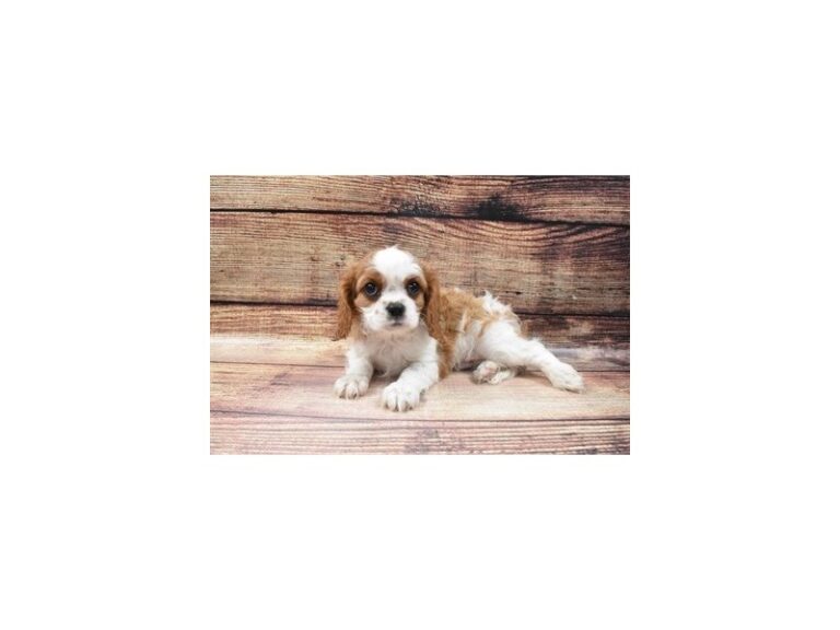 Cavalier King Charles Spaniel