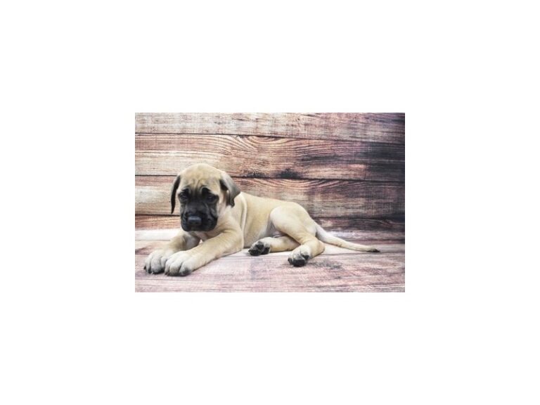English Mastiff