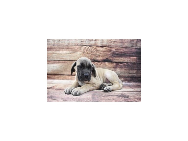 English Mastiff