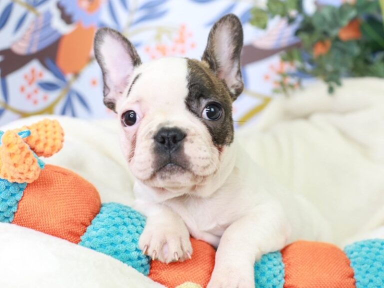 French Bulldog