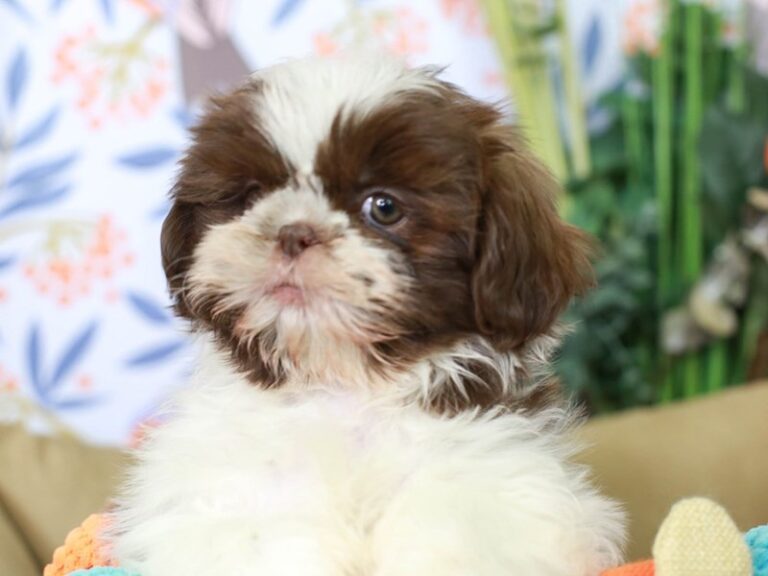 Shih Tzu
