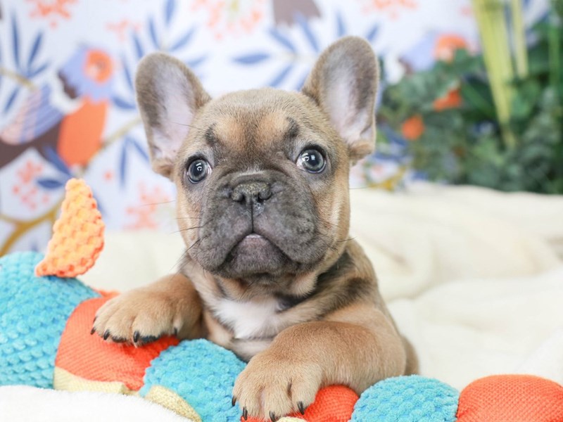 French Bulldog-DOG-Female--2973876-Animal Kingdom | Puppies N Love