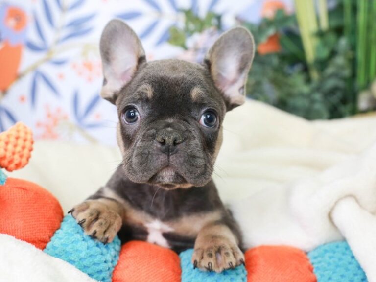 French Bulldog