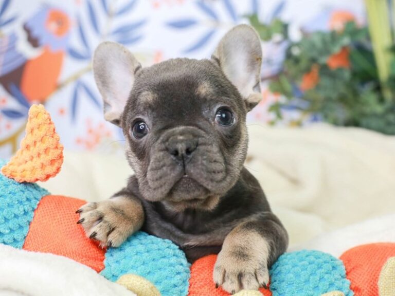 French Bulldog