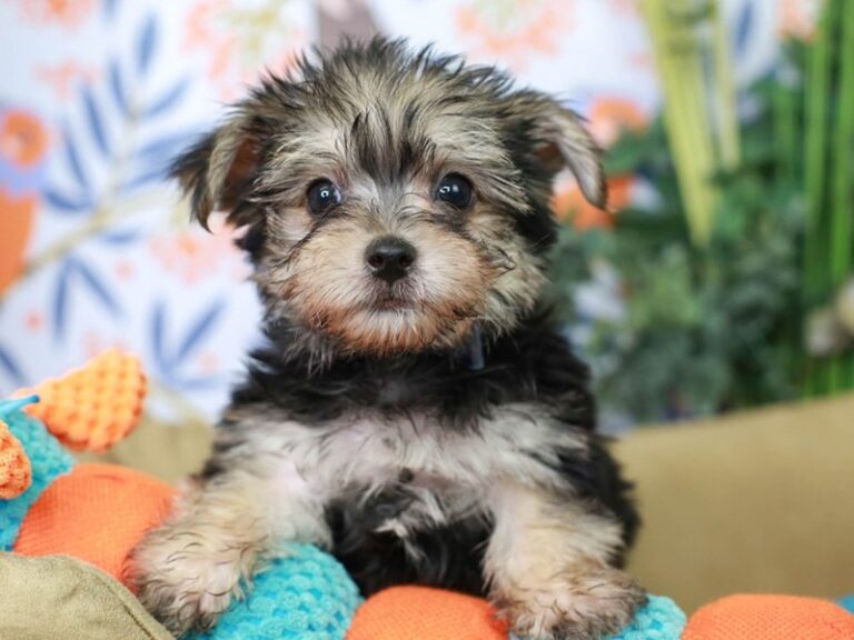 Morkie