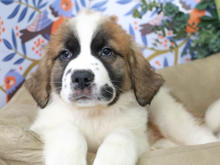 Saint Bernard