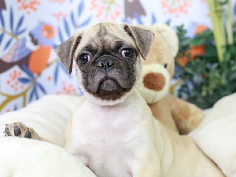 Pug
