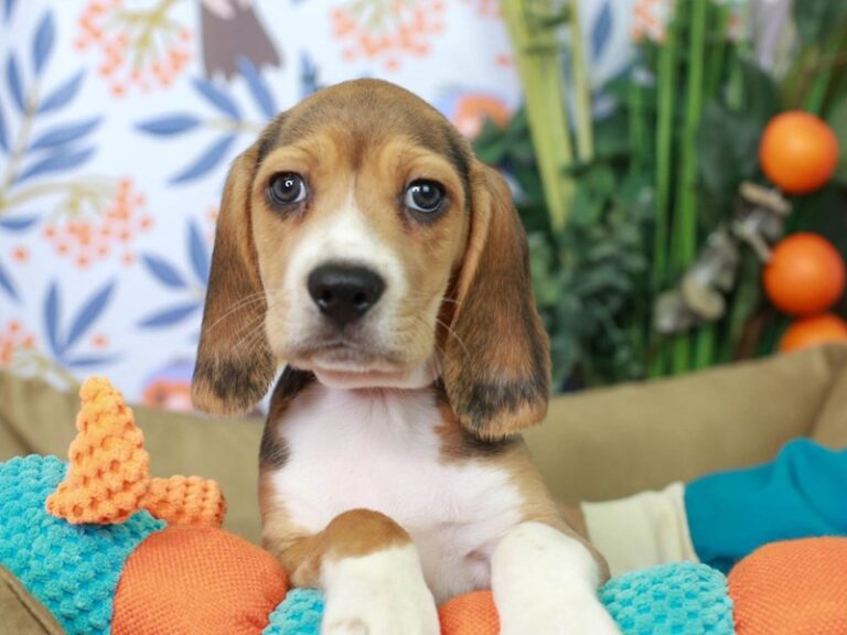 Beagle