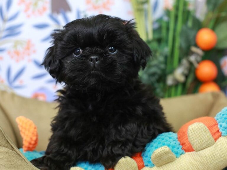 Shih Tzu