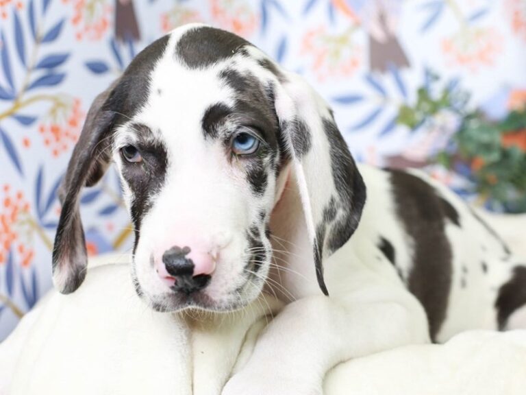 Great Dane
