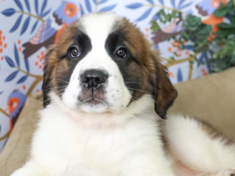 Saint Bernard