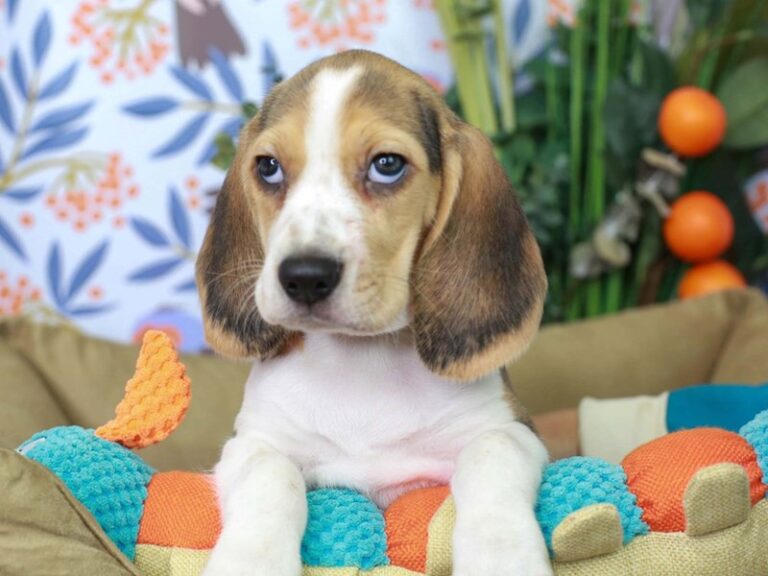 Beagle