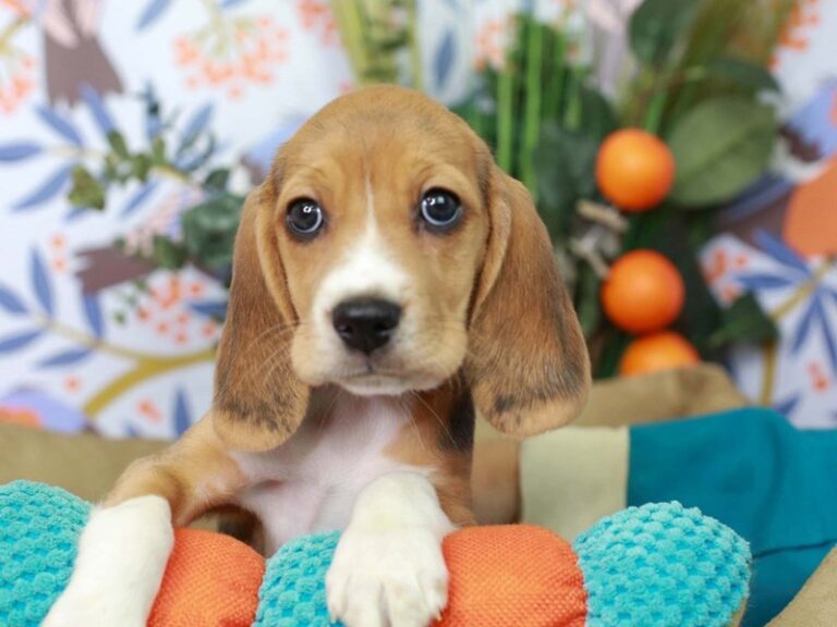 Beagle