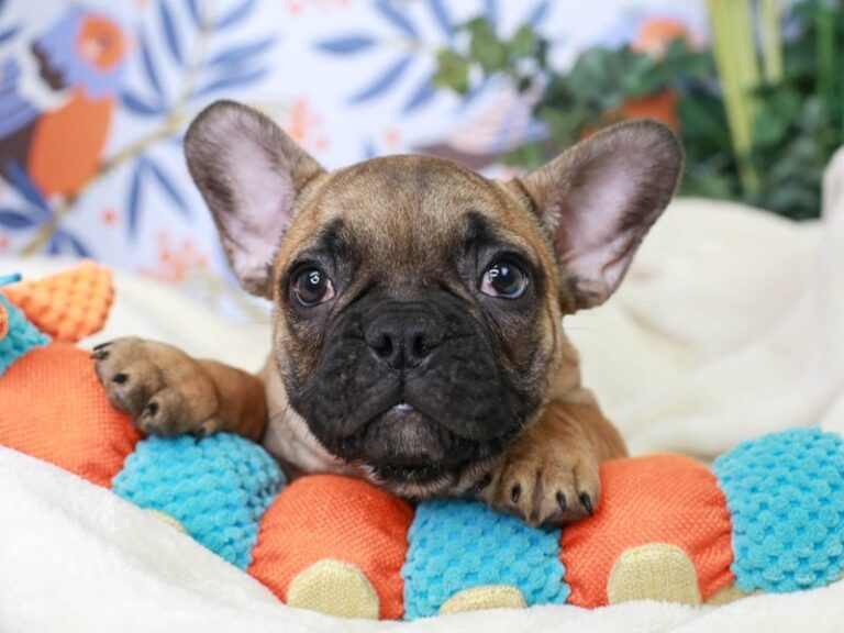 French Bulldog