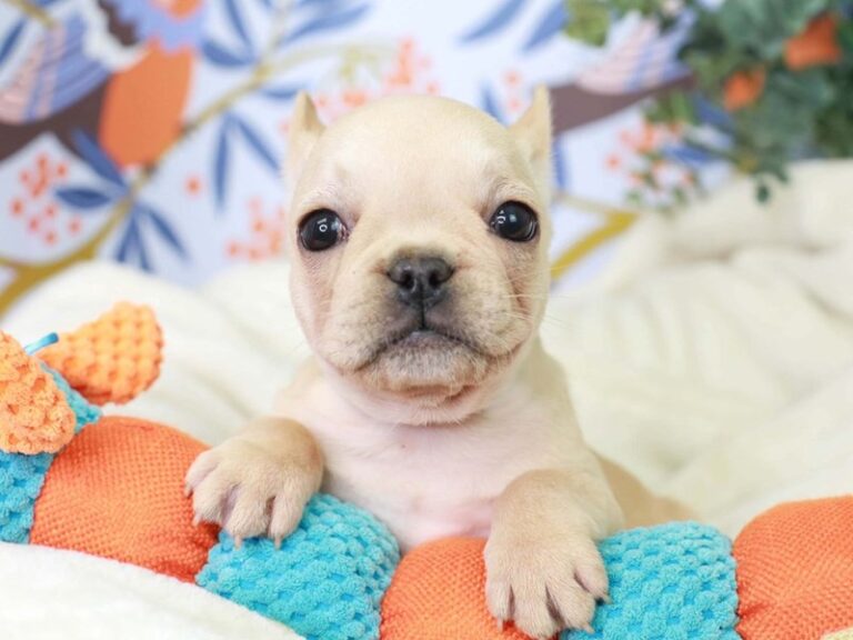French Bulldog