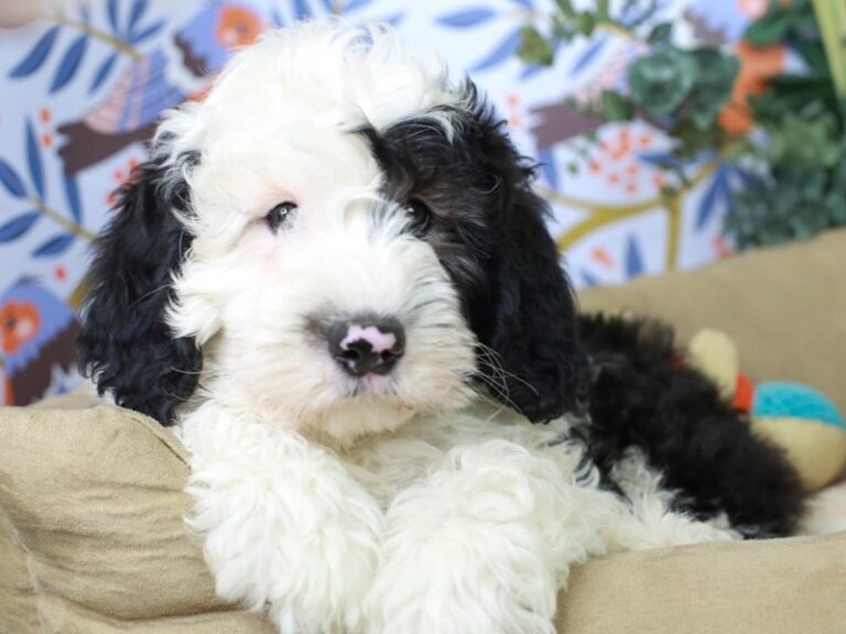 Mini Sheepadoodle