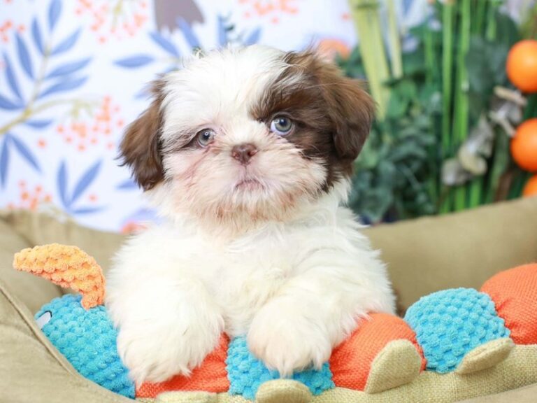 Shih Tzu
