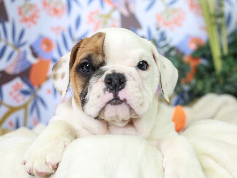 English Bulldog