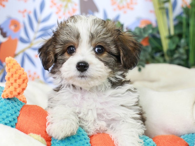 Aussie chon puppies for sales sale