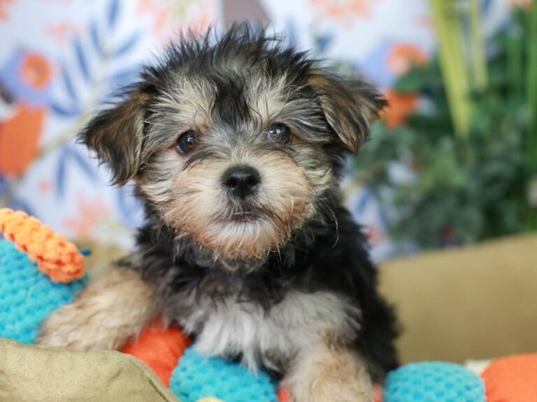 Morkie