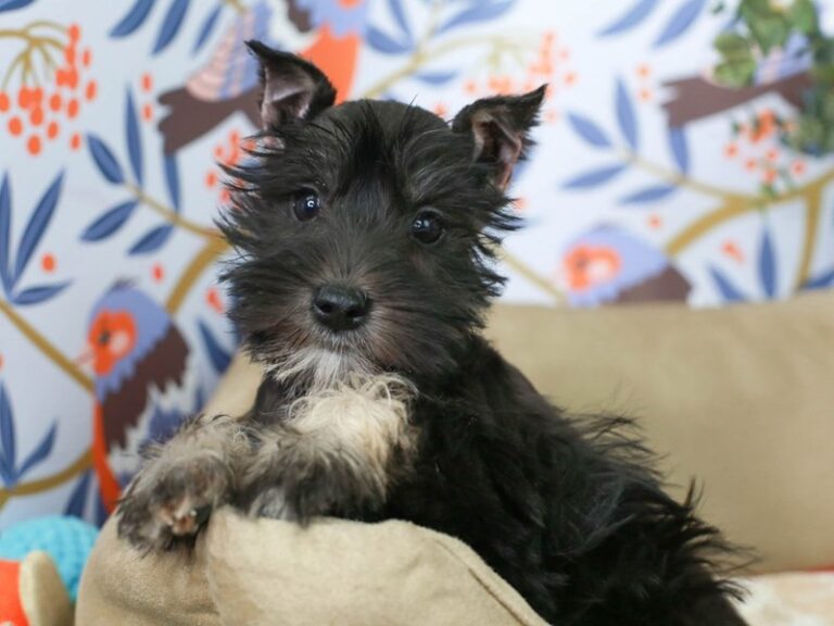 Mini Schnauzer