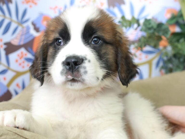Saint Bernard