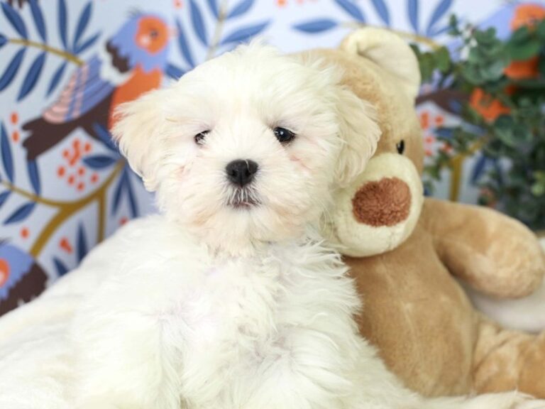 Teddy Bear