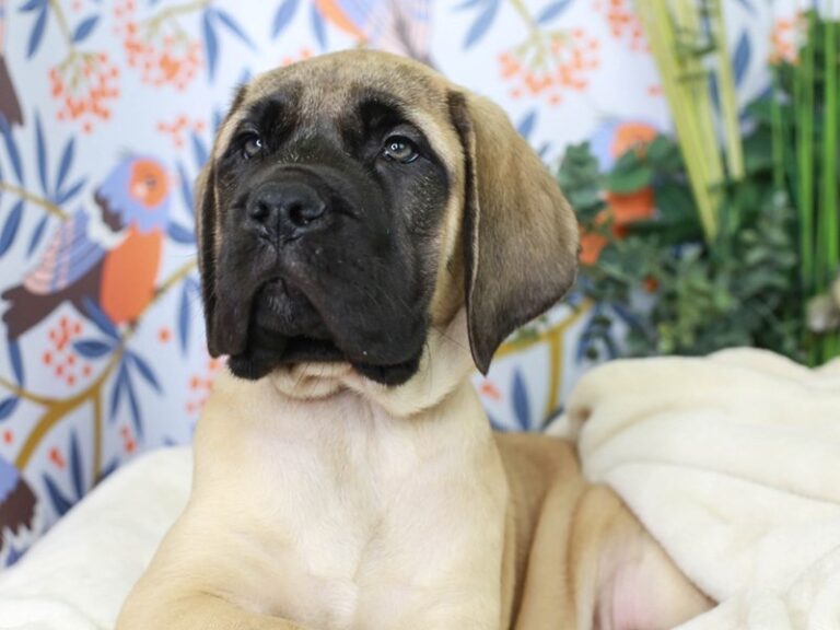 English Mastiff