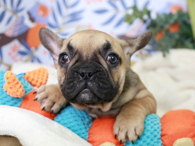 French Bulldog