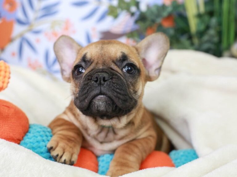 French Bulldog