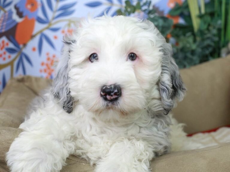 Mini Sheepadoodle