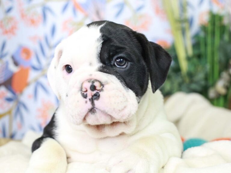 English Bulldog
