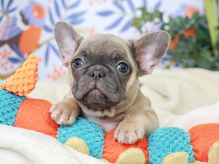 French Bulldog
