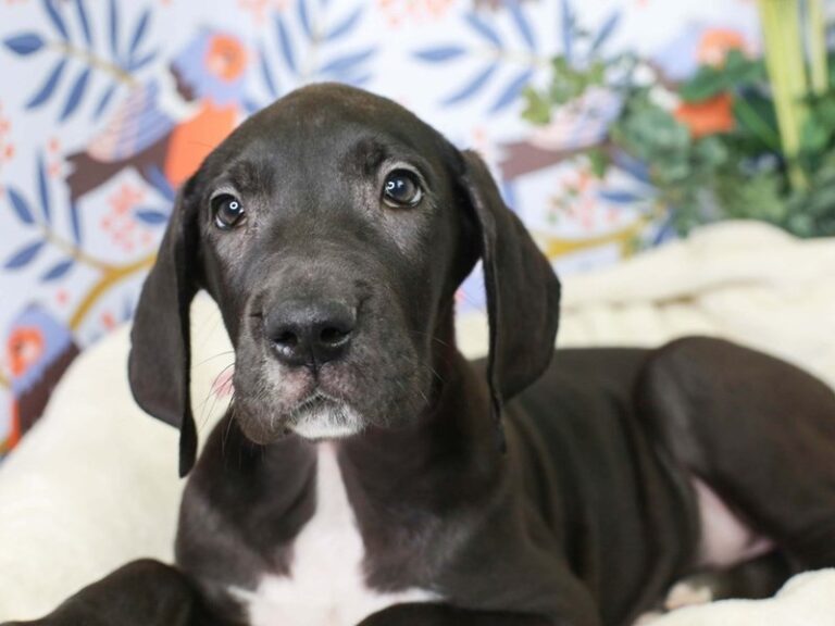 Great Dane
