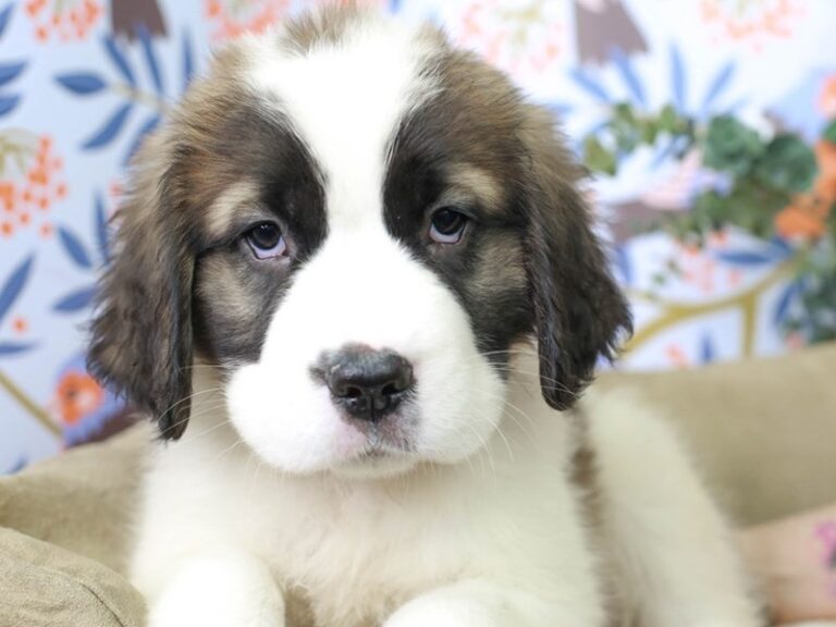 Saint Bernard