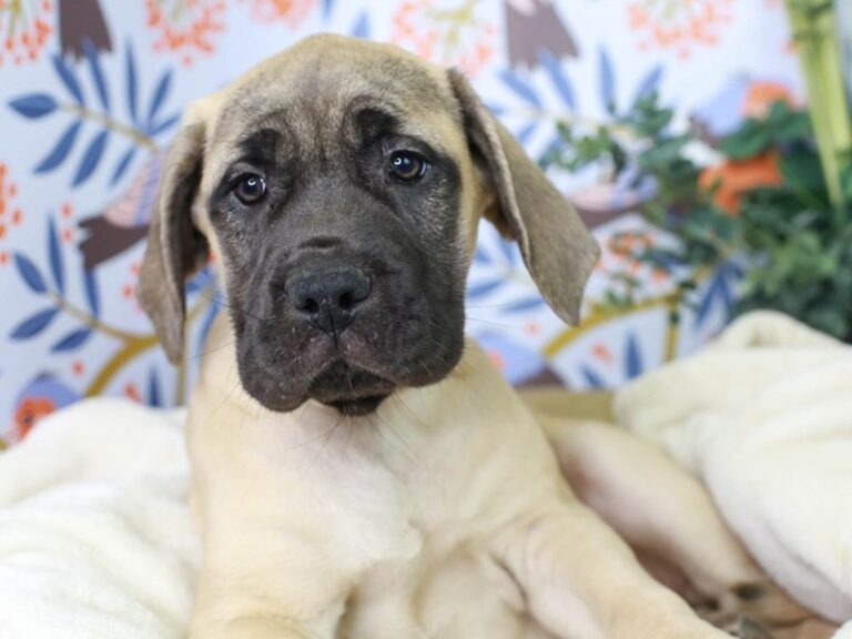 English Mastiff