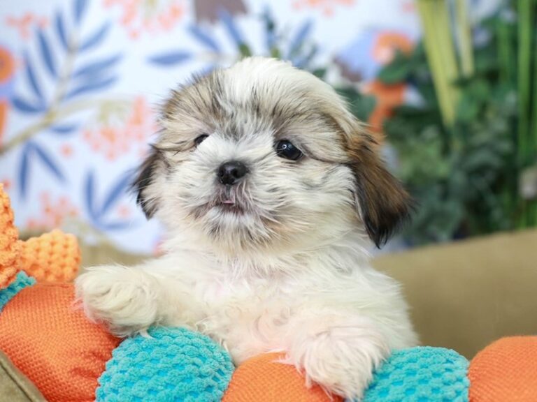 Shih Apso
