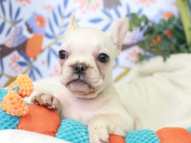 French Bulldog