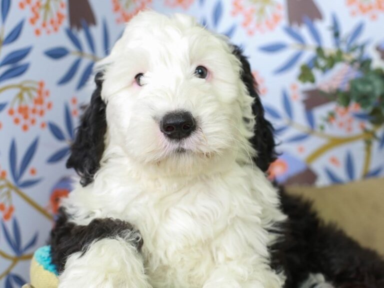 Mini Sheepadoodle