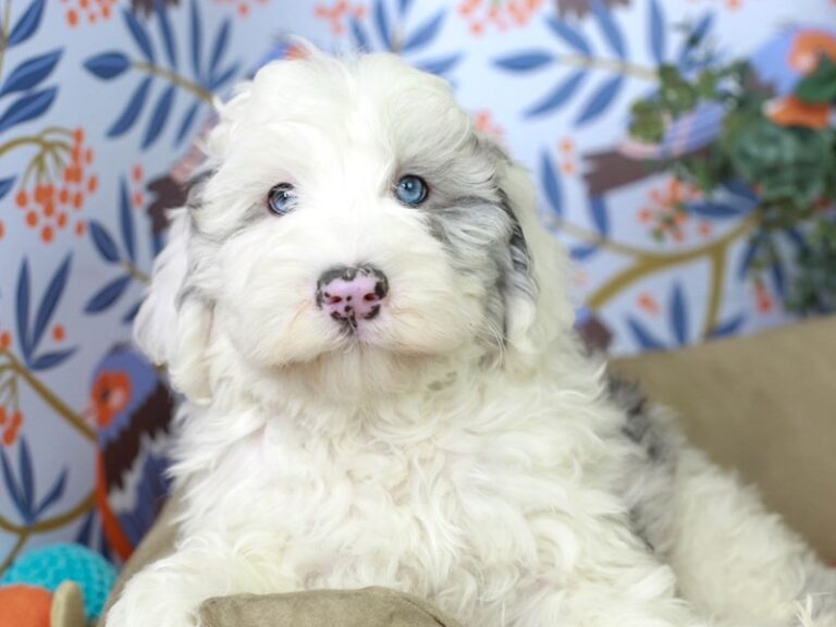 Mini Sheepadoodle