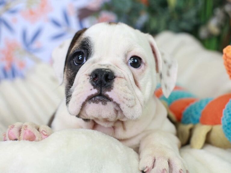 English Bulldog