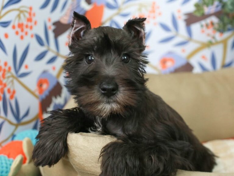Mini Schnauzer