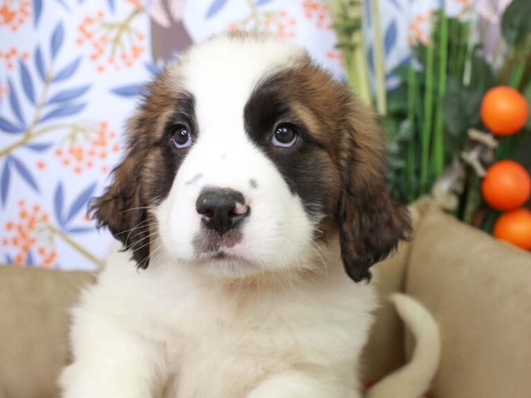 Saint Bernard